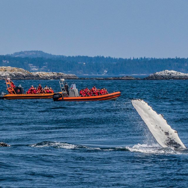 Orca Spirit Adventures Attractions Victoria