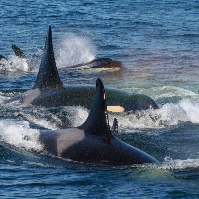 Orca Spirit Adventures Attractions Victoria